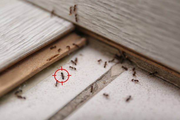 Best Local Pest Control Services  in Oklahoma, PA